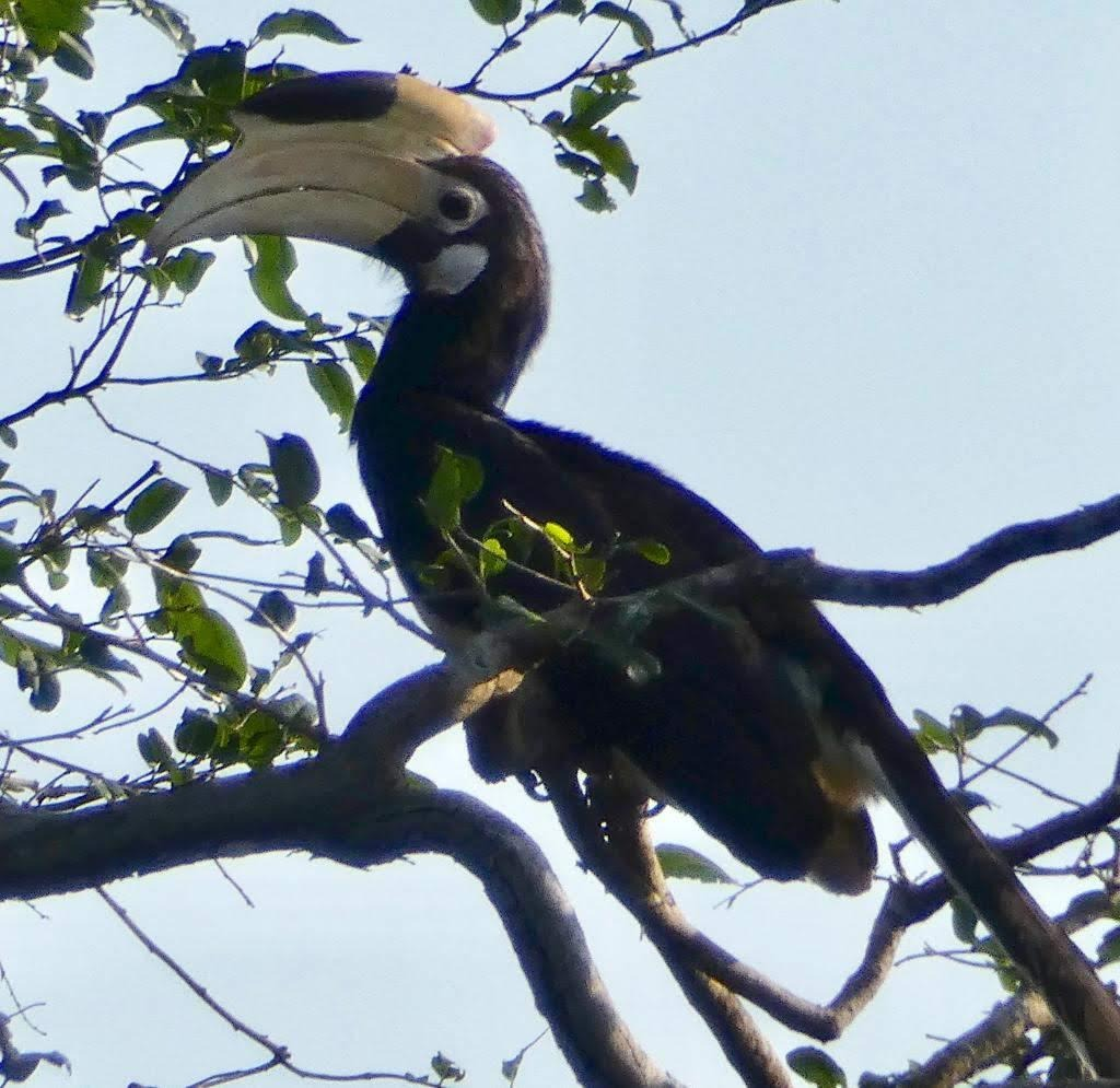 Malabar Pied Hornbill - Bird Watching