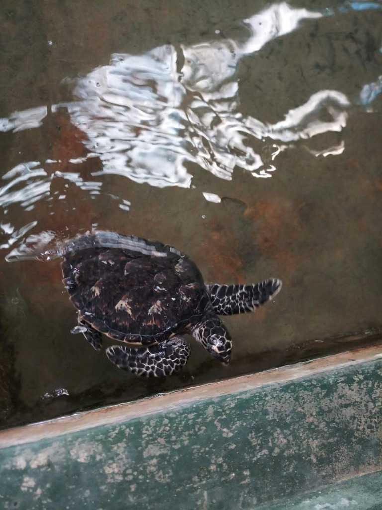 Sea Turtle Encounters - Wildlife Tours